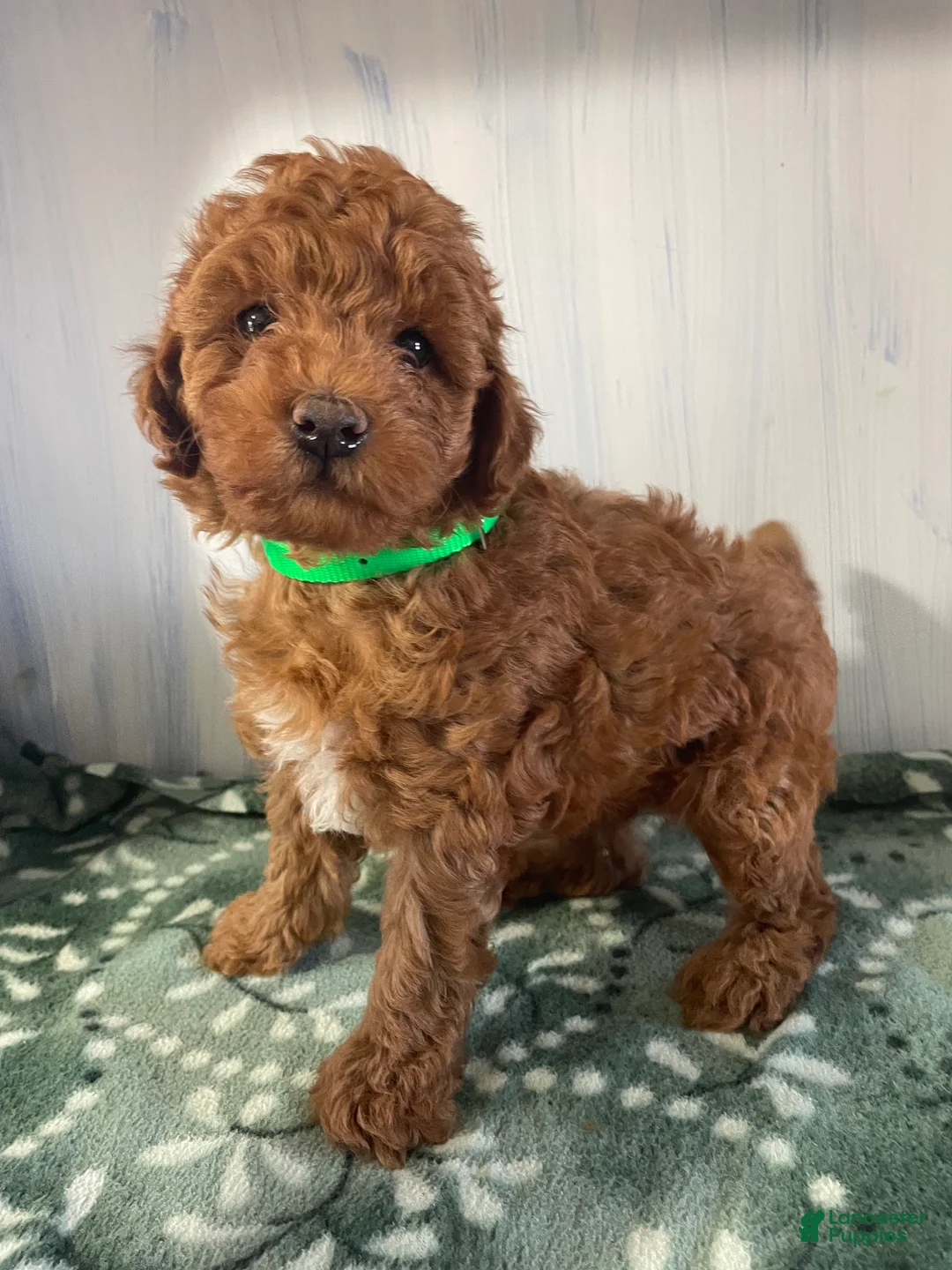 Miniature Poodle dogs for sale: Ollie - Ad 2