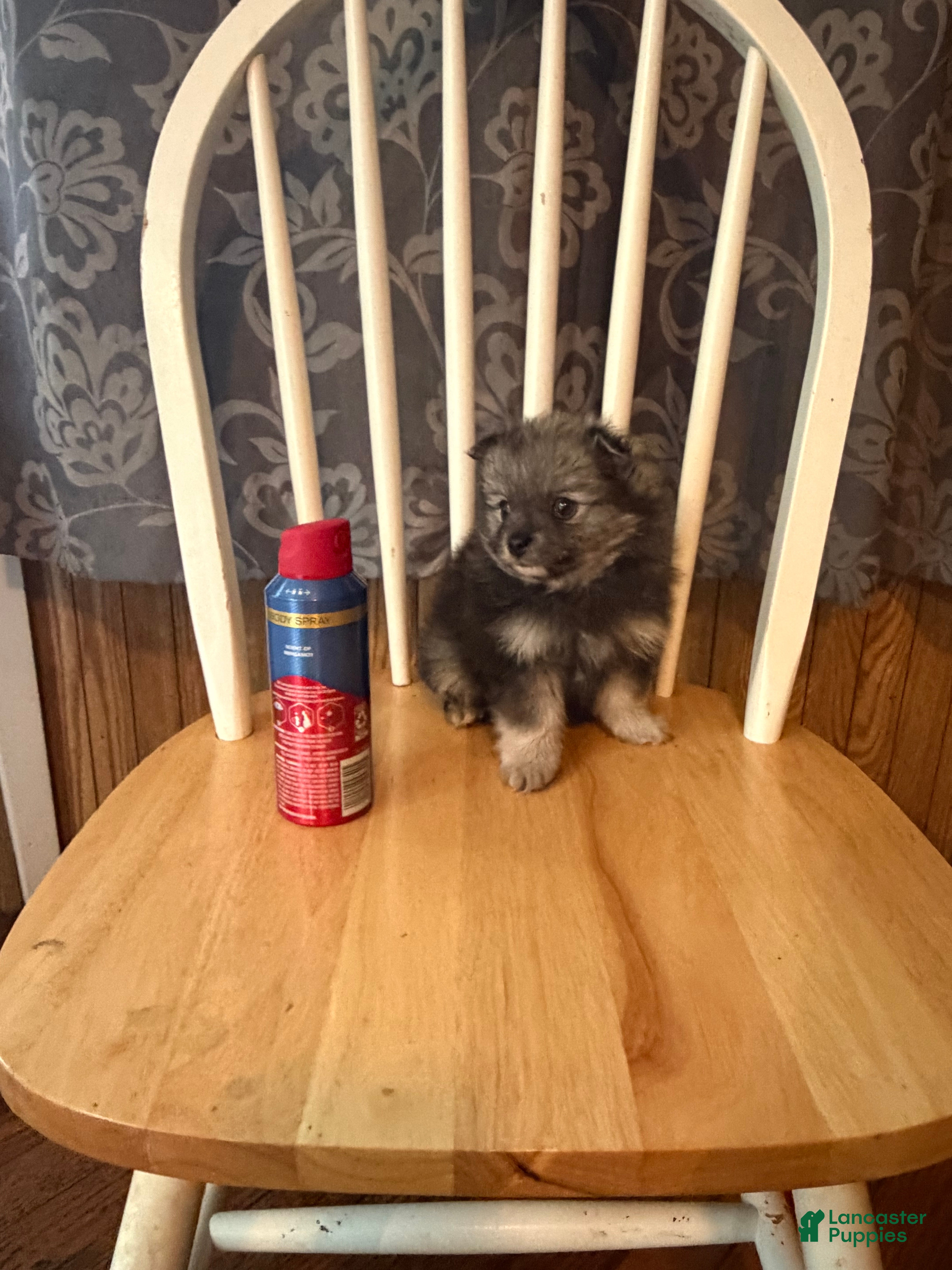 Pomeranian dogs Griselda - Ad 1
