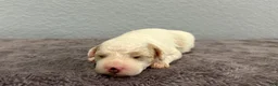 Mini Goldendoodle dogs for sale: Tulip - Ad 3