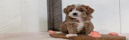 Cavapoo dogs for sale: River - Ad 4