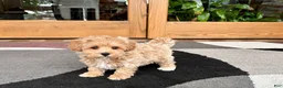 Havapoo dogs for sale: Havapoo Puppy 3 - Ad 10