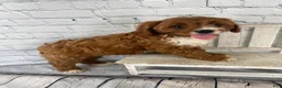 Cavapoo dogs for sale: Sadie - Ad 7