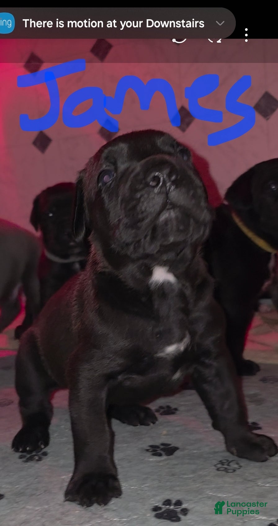 Cane Corso dogs for sale: James (purple collar) - Ad 3