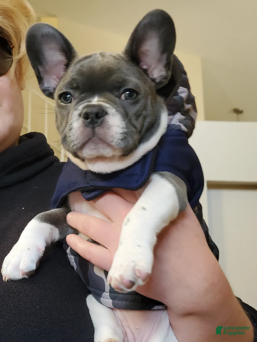 Gallery Image {{count}}