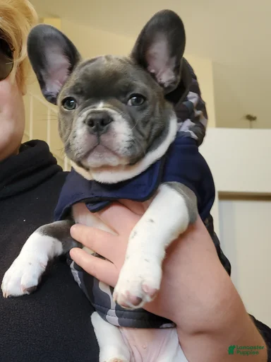 Gallery Image {{count}}