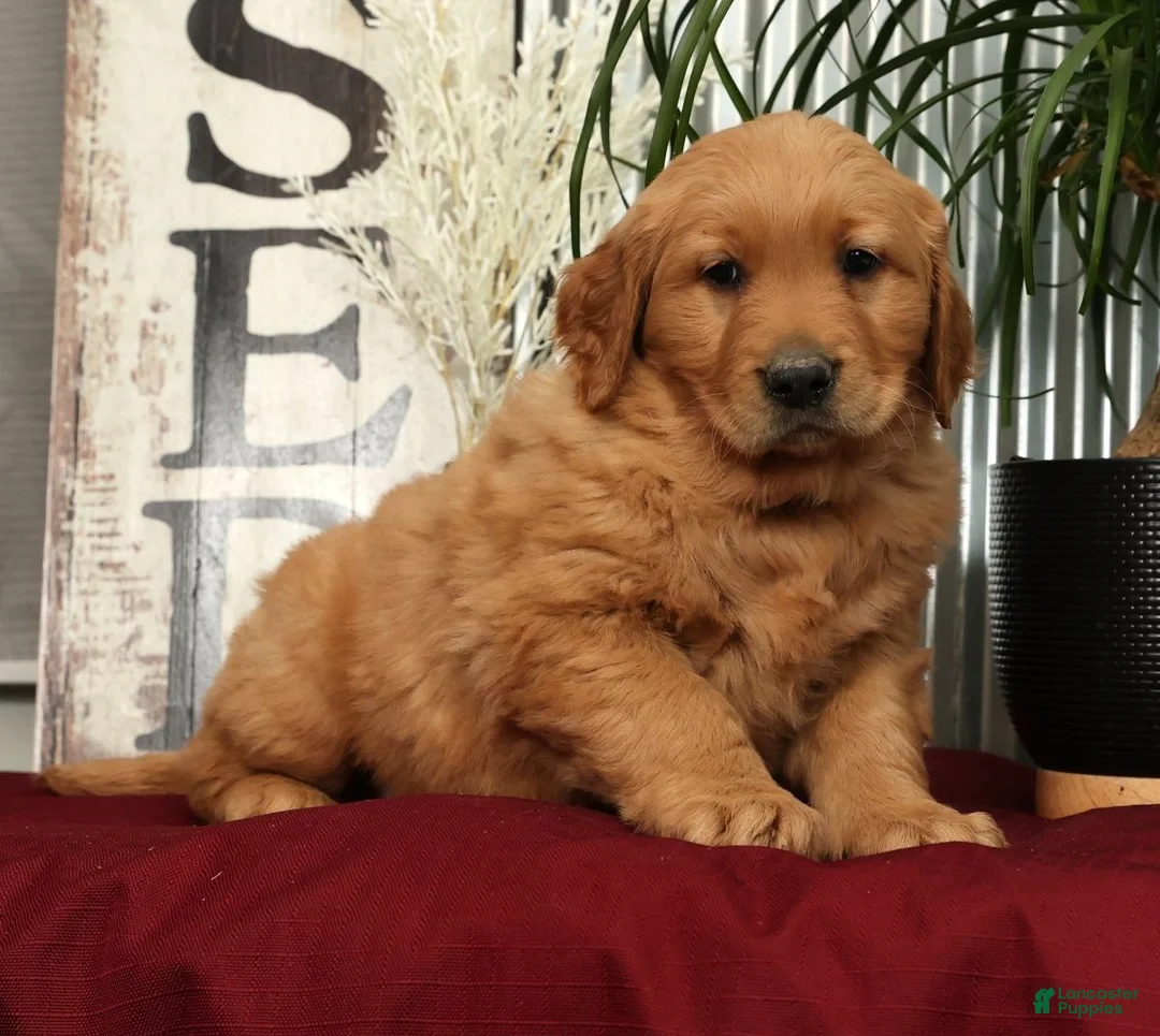 Golden Retriever dogs for sale: Aaron - Ad 4