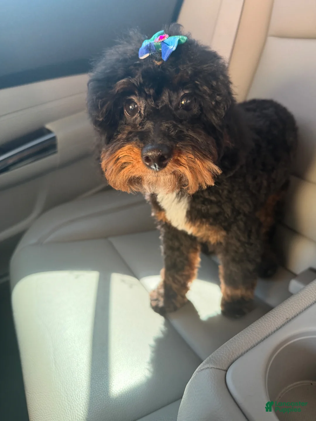 Miniature Poodle dogs for sale: Miniature Poodle Puppy 1 - Ad 2