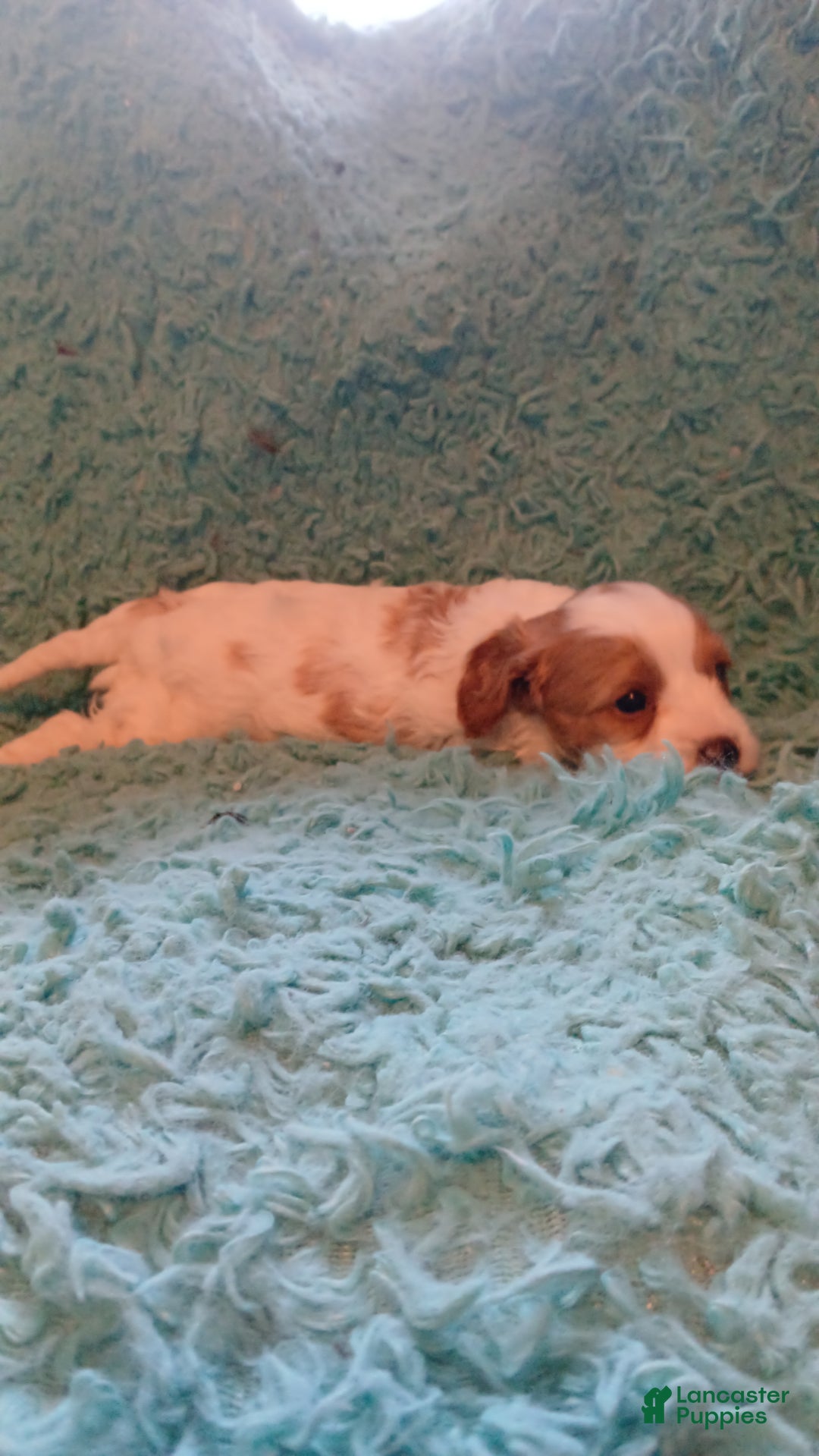 Cavapoo dogs for sale: Teddy Jr.  - Ad 5