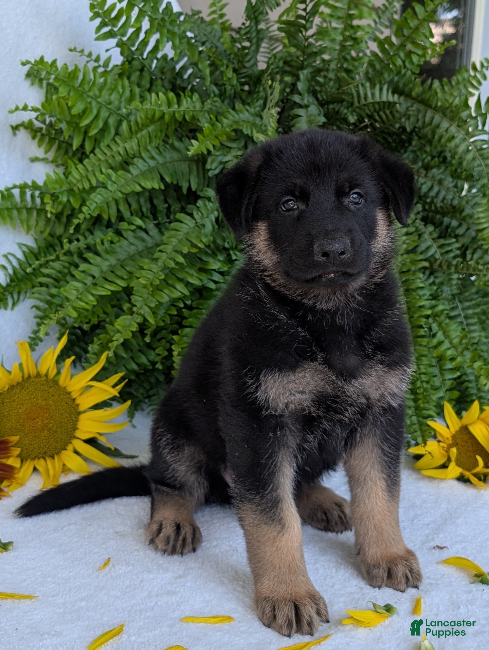 German Shepherd dogs Bullet  - Ad 1