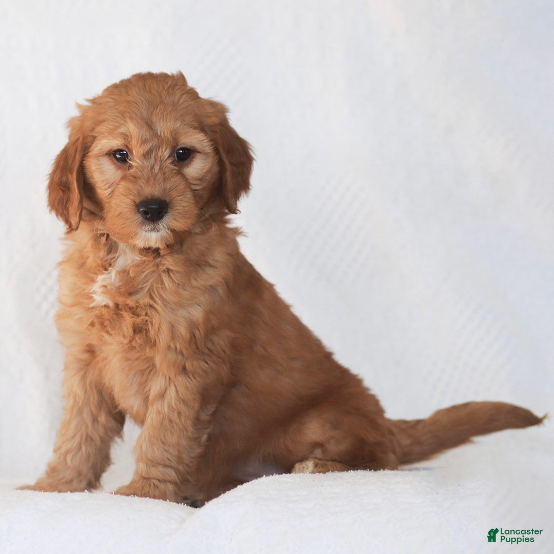 Mini Goldendoodle dogs for sale: Ruby - Ad 3