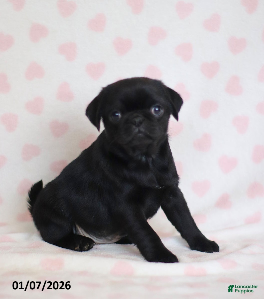 Pug dogs for sale: Betsy - Ad 3