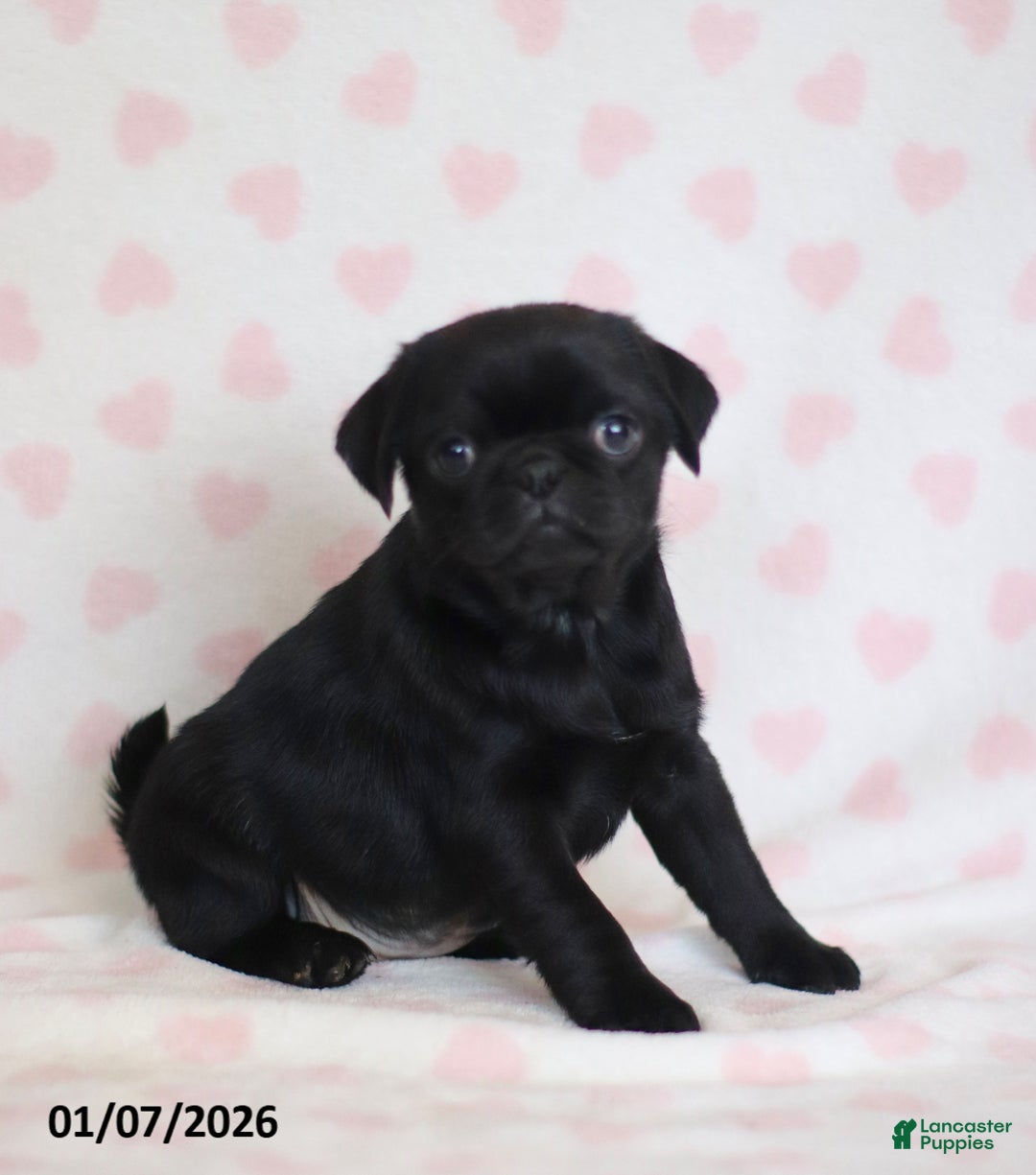 Pug dogs for sale: Betsy - Ad 1