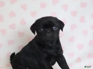 Pug dogs Betsy - Ad 16