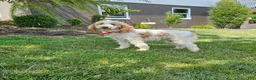 Mini Goldendoodle dogs for sale: Cora - Ad 11
