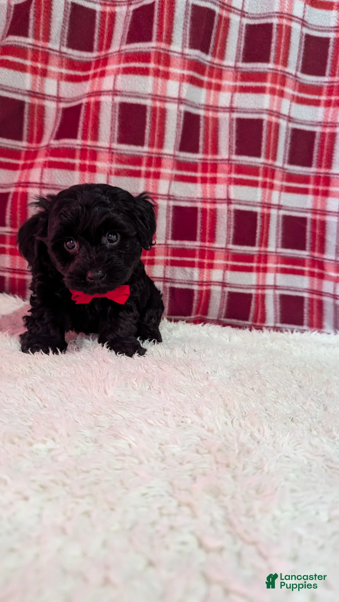 Yorkiepoo dogs for sale: Tyson  - Ad 9