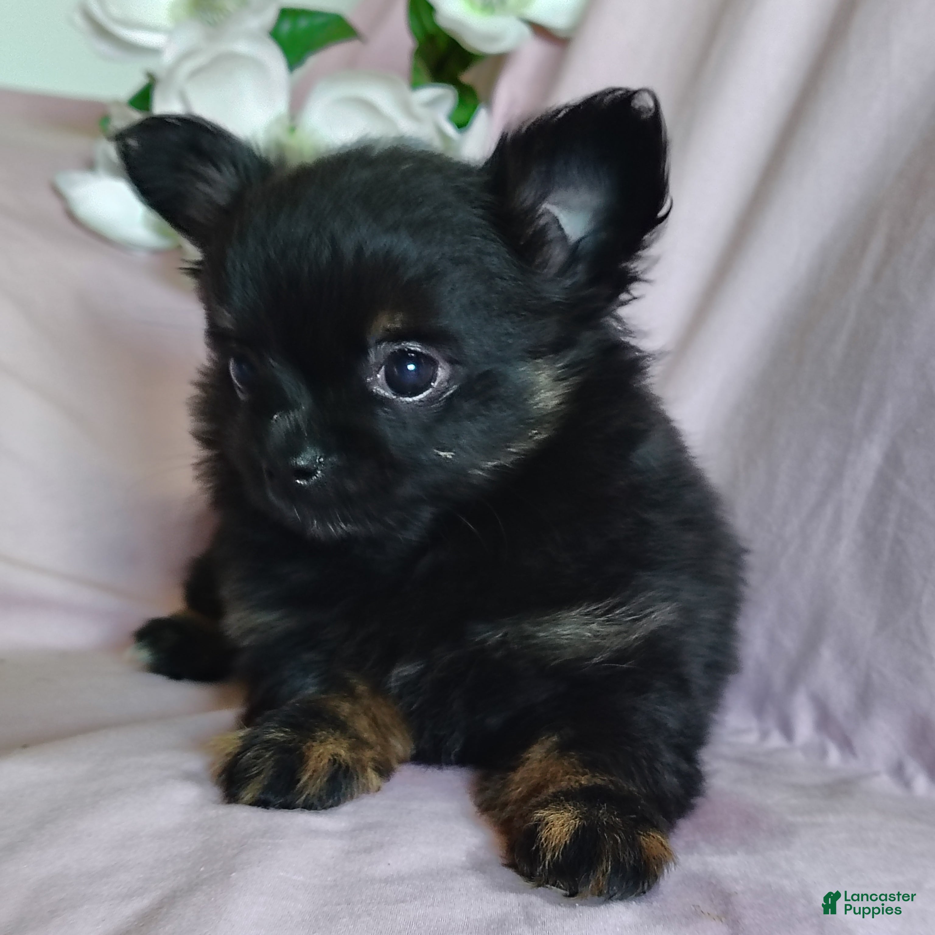 Bebe