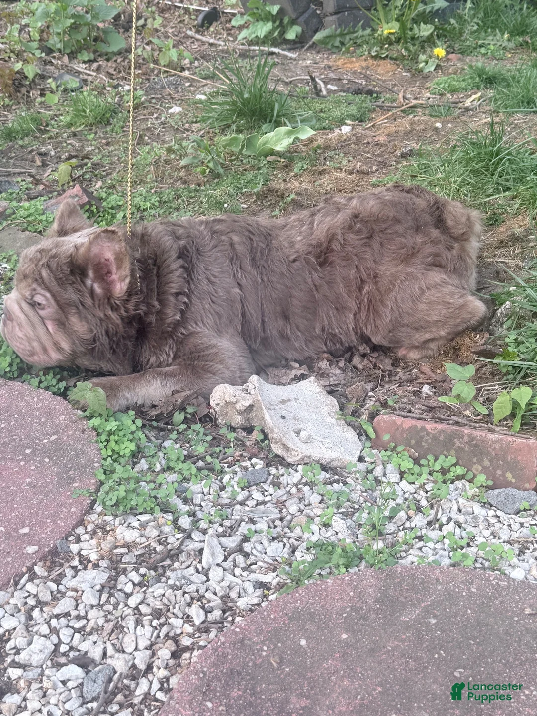 French Bulldog dogs for stud: Golden bulls  - Ad 16