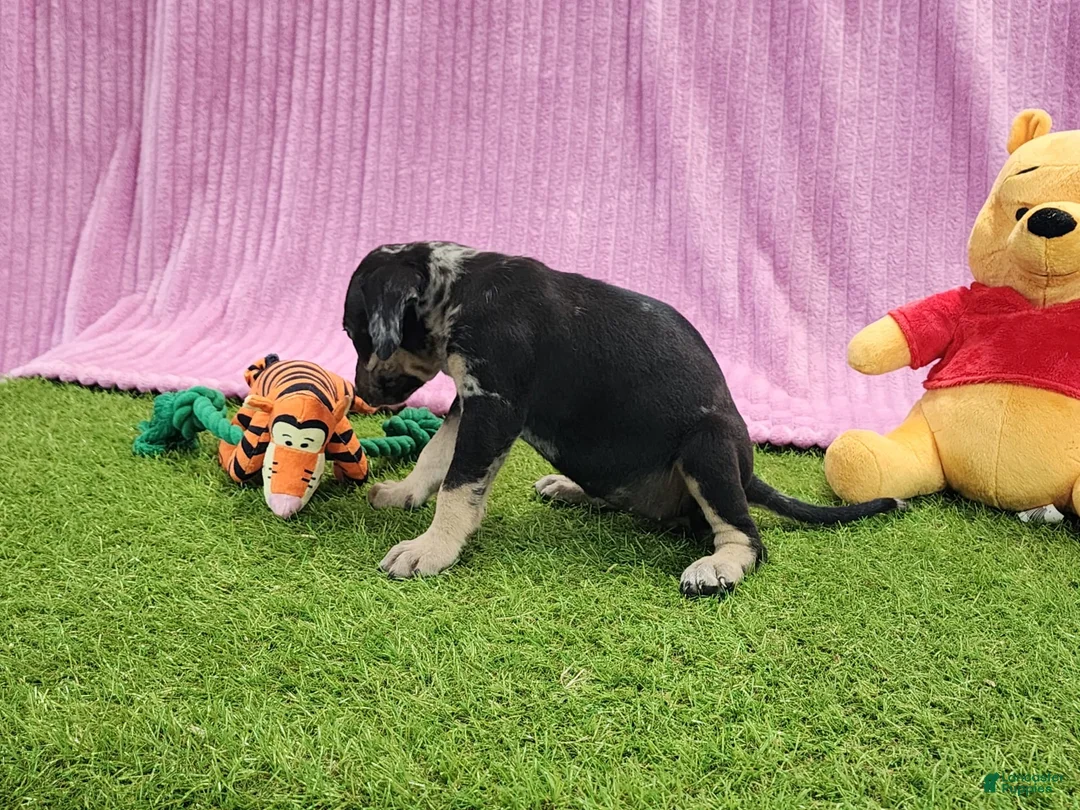 Catahoula Leopard Dog dogs for sale: Tess 2025 Female 4 - Ad 11