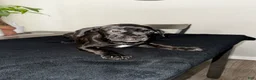 Mixed Breed dogs for sale: Brindle 5 - Ad 6