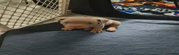 American Bully dogs for sale: American Bully 2 - Ad 8