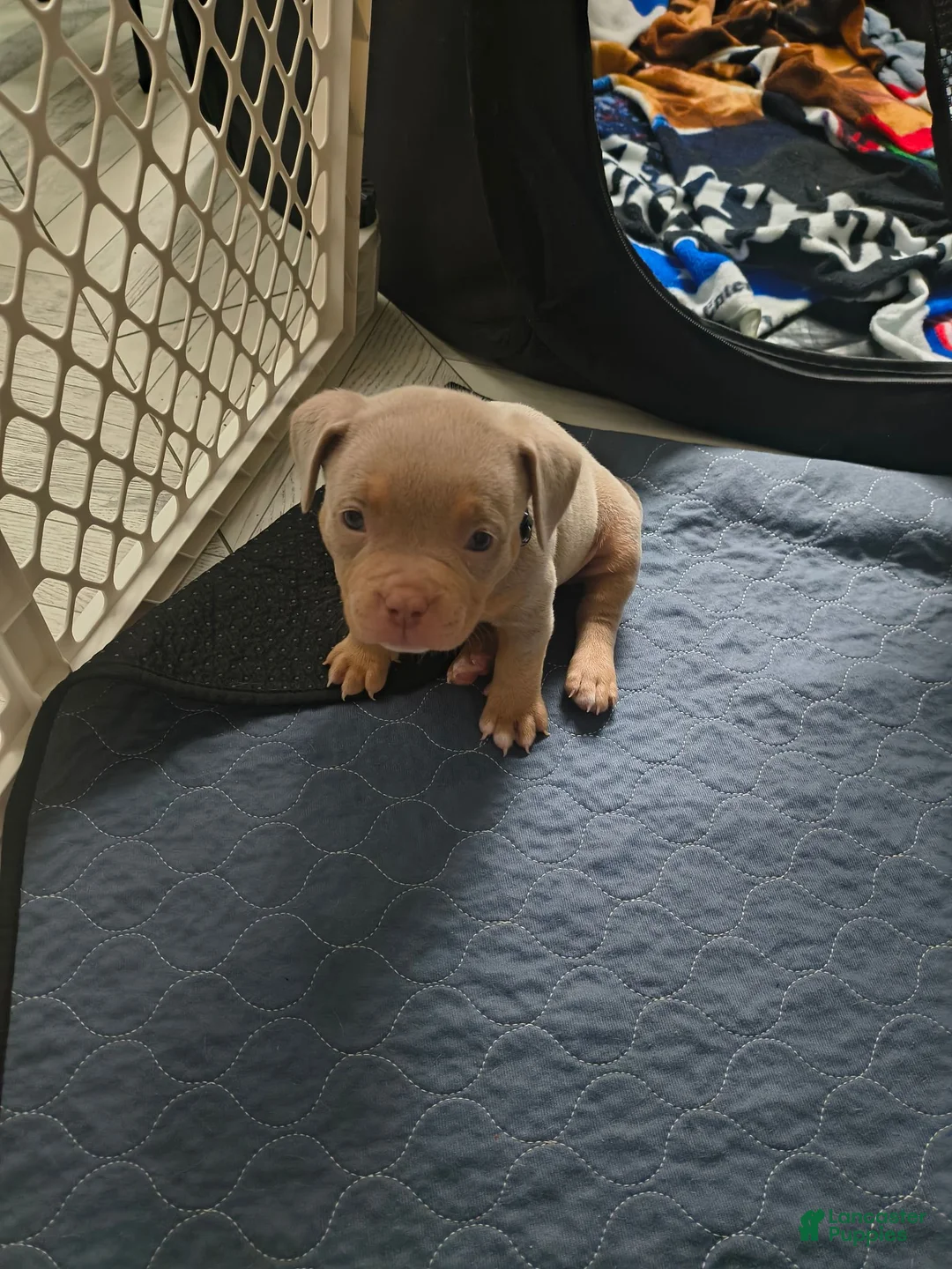 American Bully dogs for sale: American Bully 2 - Ad 8