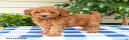 Miniature Poodle dogs for sale: Cindy - Ad 1