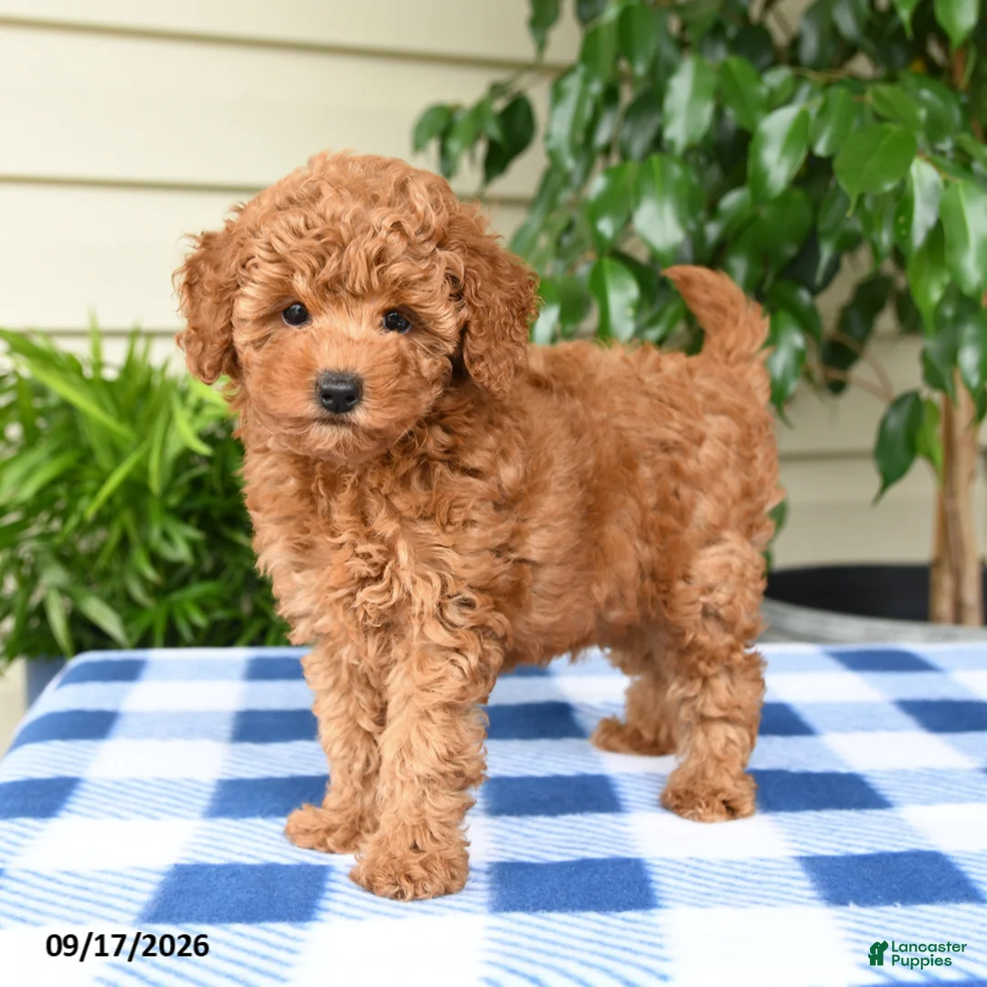 Miniature Poodle dogs for sale: Cindy - Ad 1