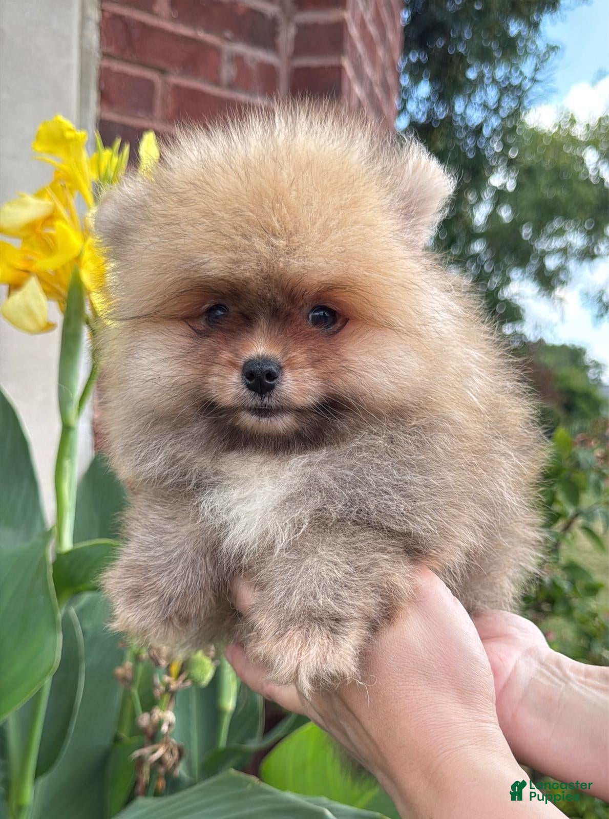 Pomeranian dogs Benny - Ad 1