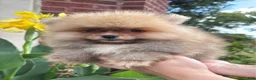 Pomeranian dogs for sale: Benny - Ad 1