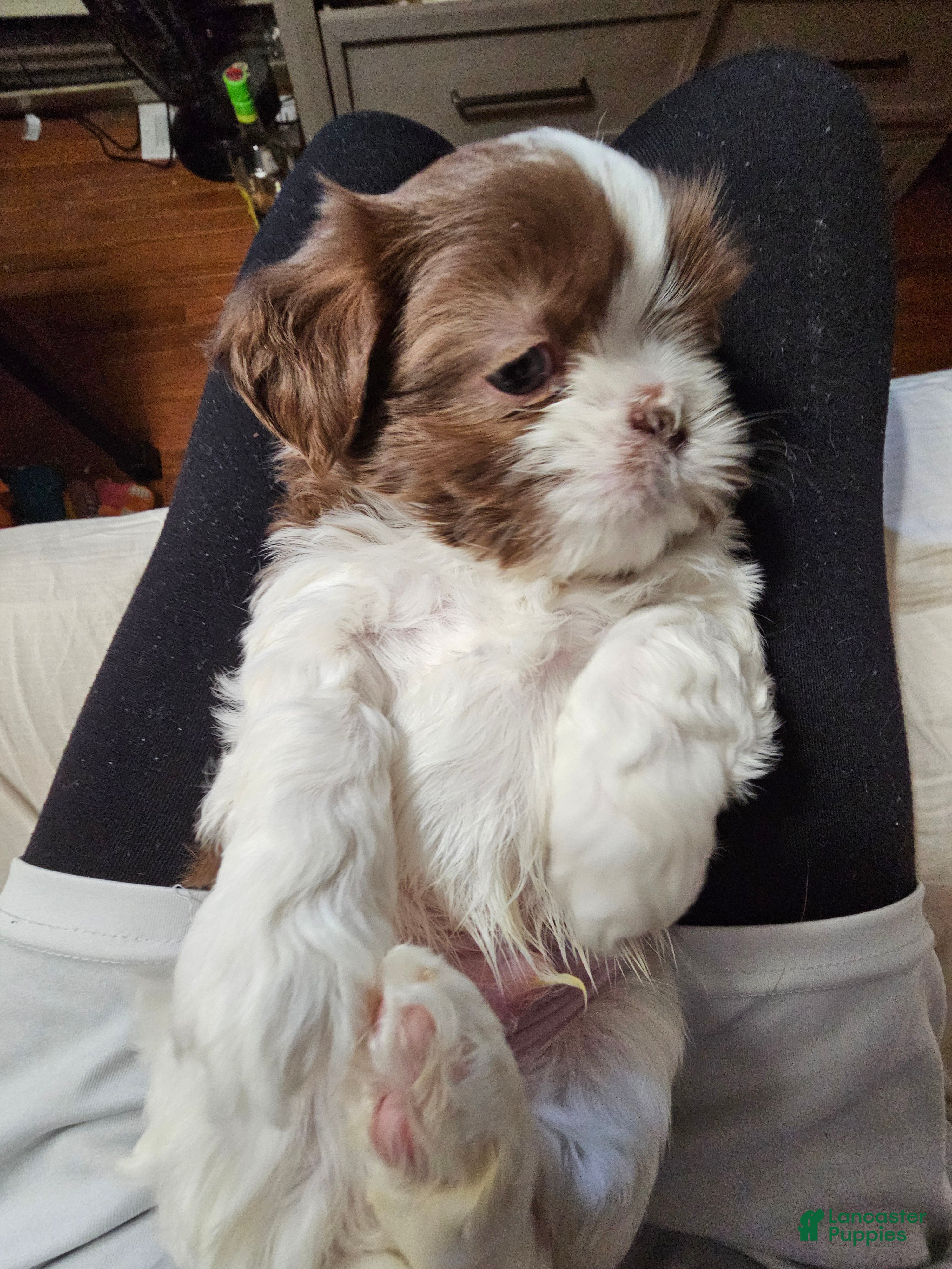 Shih Tzu dogs Bizkit - Ad 42