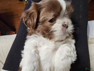Shih Tzu dogs Bizkit - Ad 42