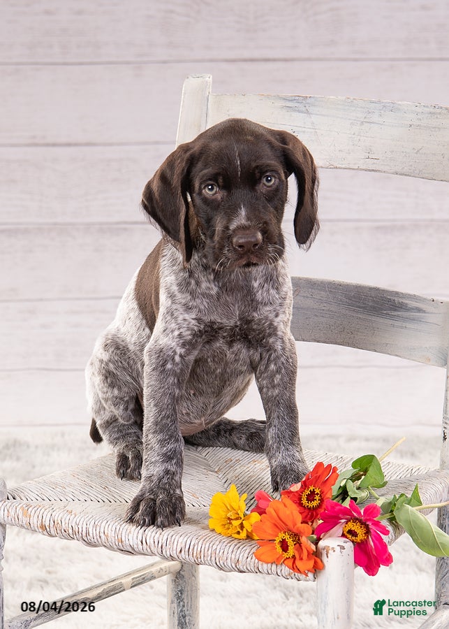 Mixed Breed dogs Riley - Ad 1