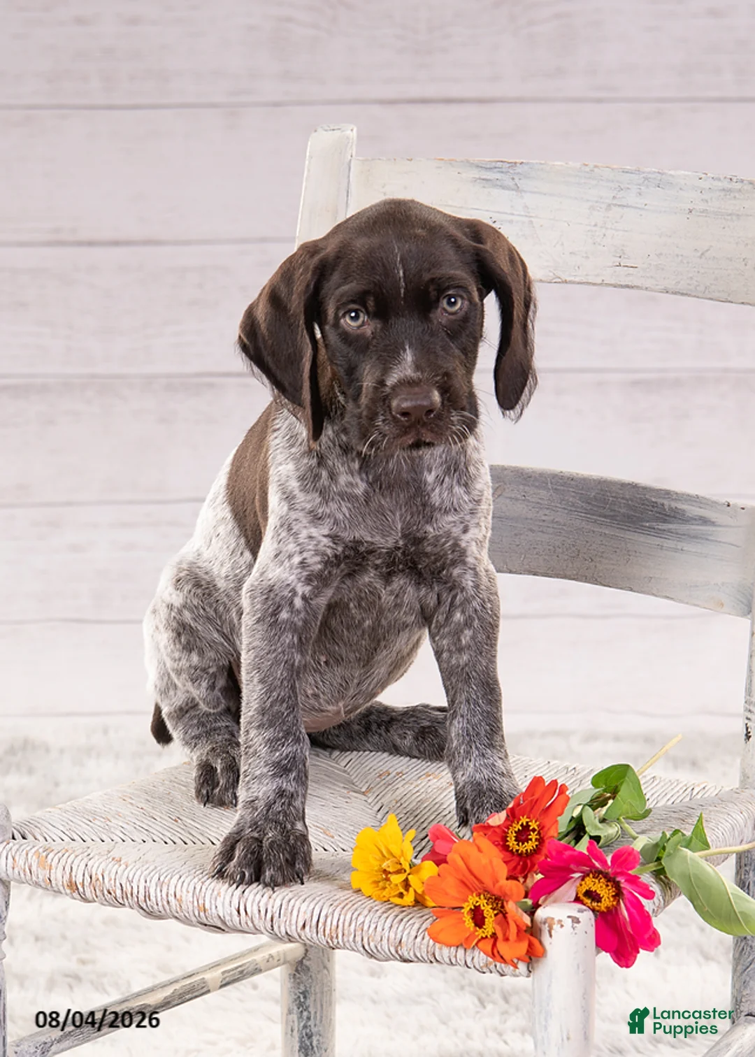 Mixed Breed dogs for sale: Riley - Ad 1