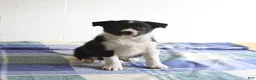Border Collie dogs for sale: Darcy - Ad 2
