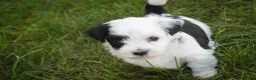 Havanese dogs for sale: Penny Havanese  - Ad 23