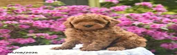 Cavapoo dogs for sale: Bear  - Ad 1