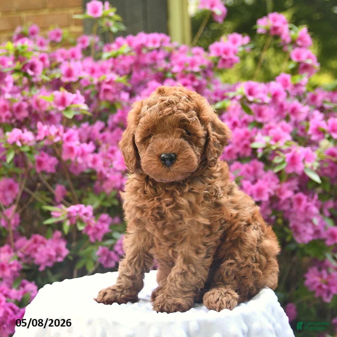Cavapoo dogs for sale: Bear  - Ad 1