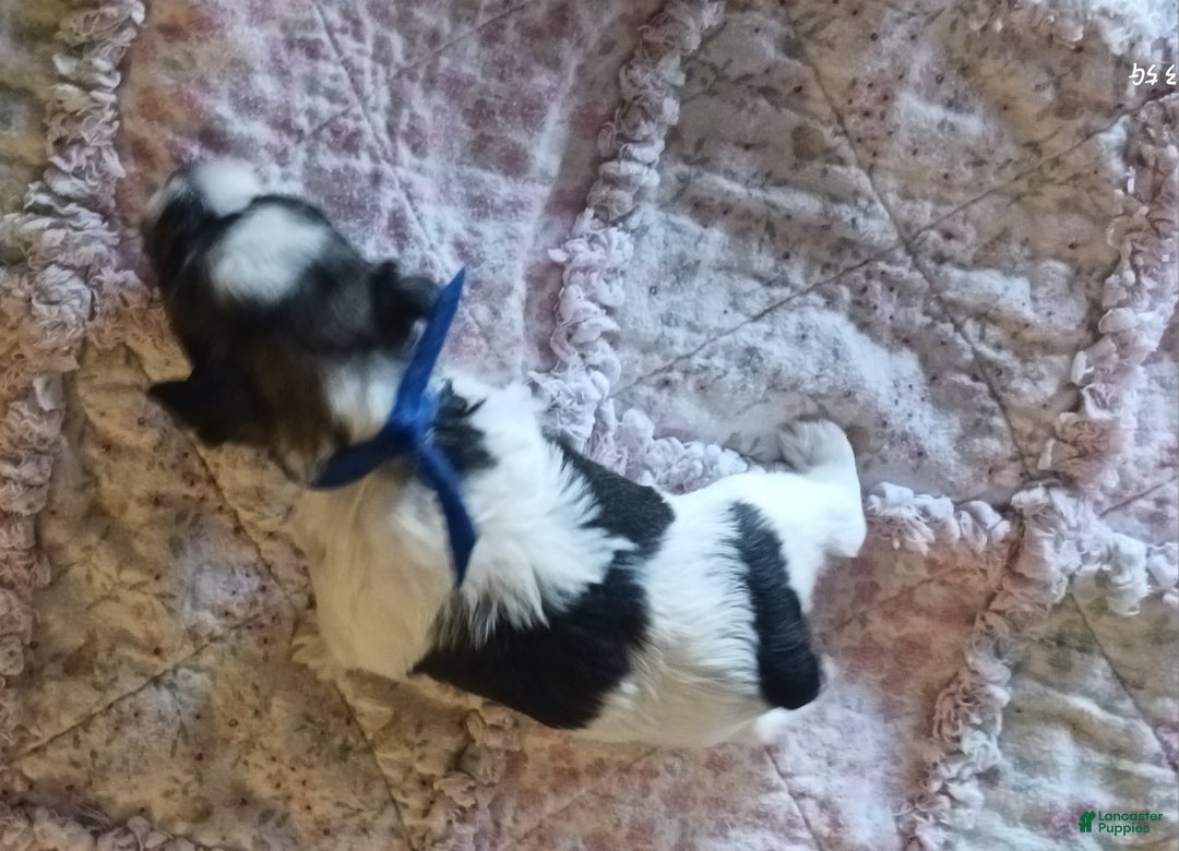 Miniature Schnauzer dogs for sale: Mia's Blue Ribbon Boy  - Ad 7