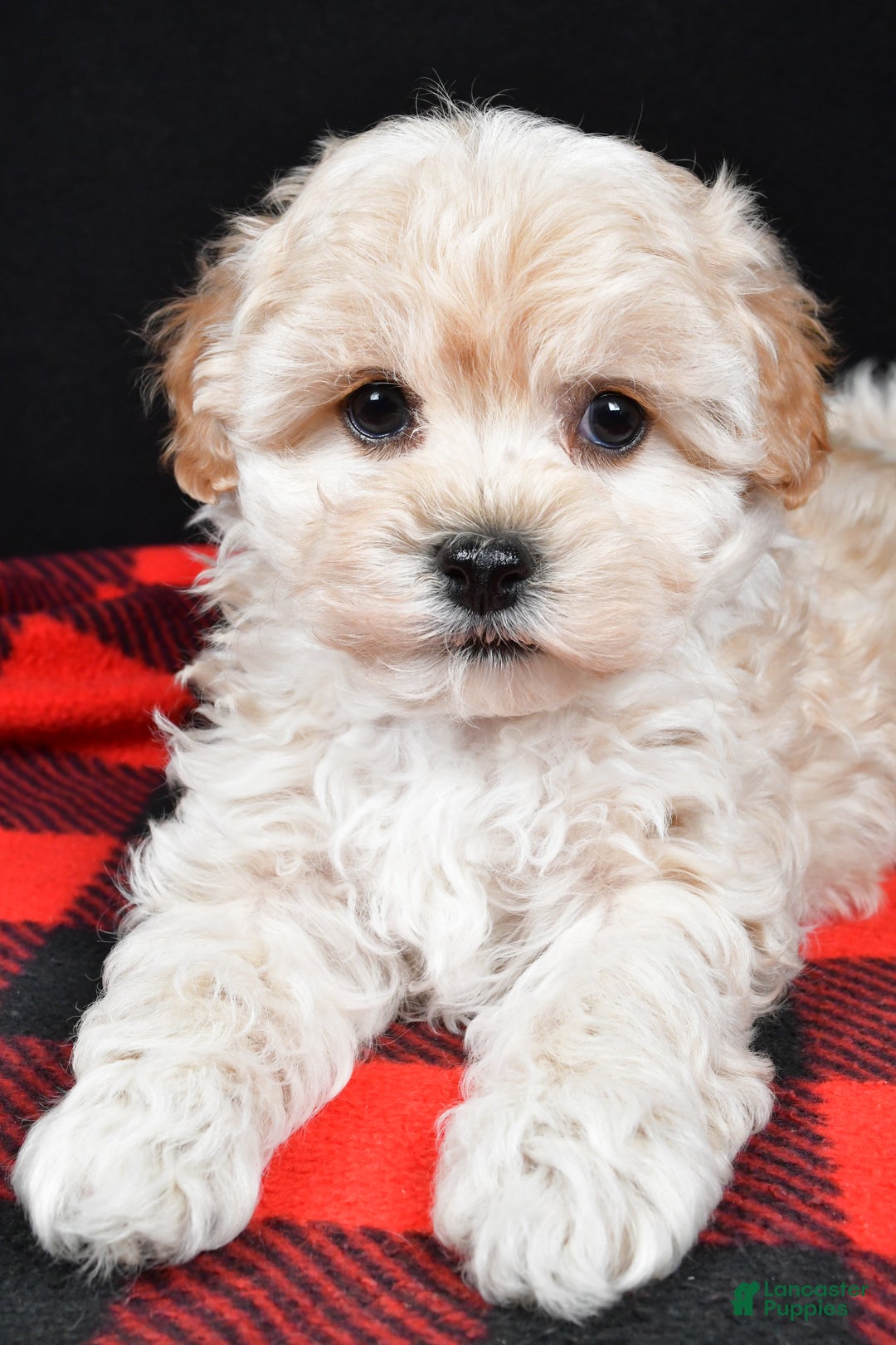 Maltipoo dogs for sale: Frankie - Ad 7
