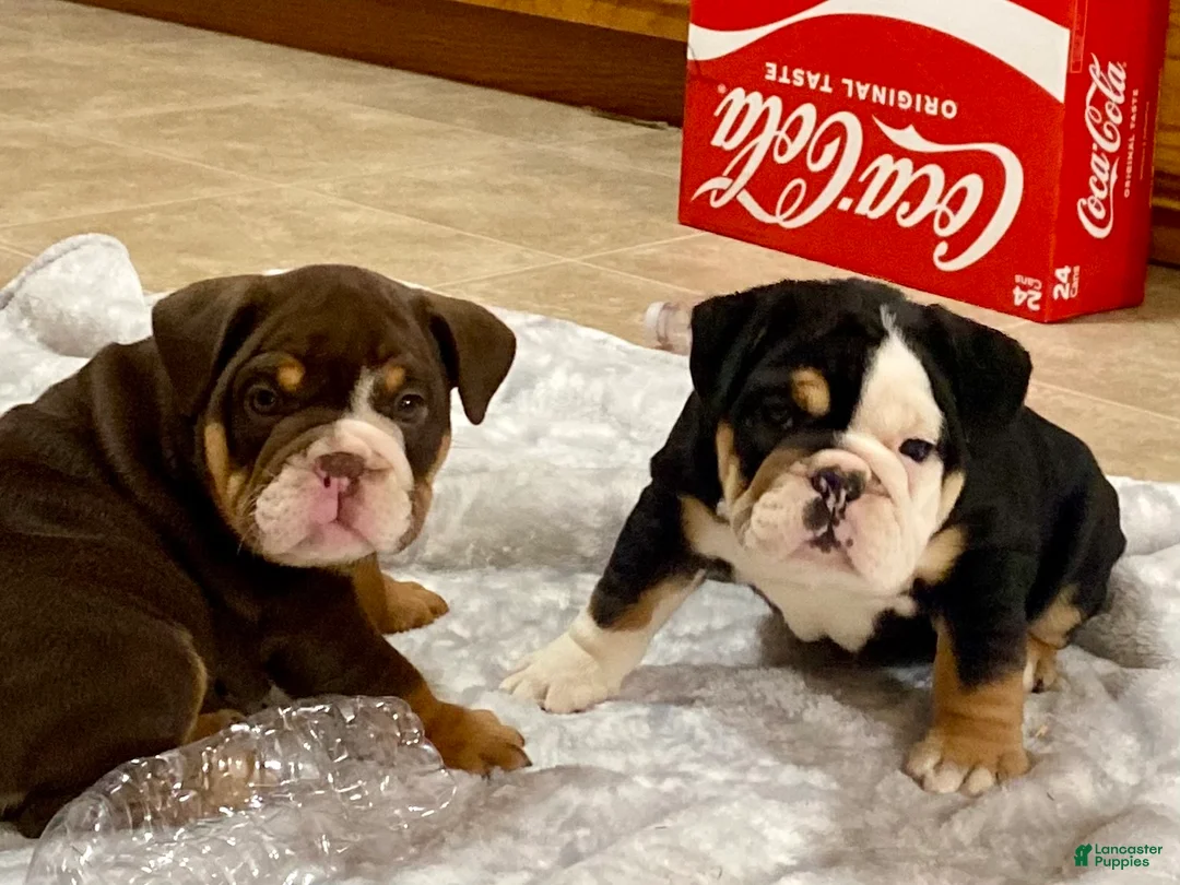 English Bulldog dogs for sale: Twila - Ad 4