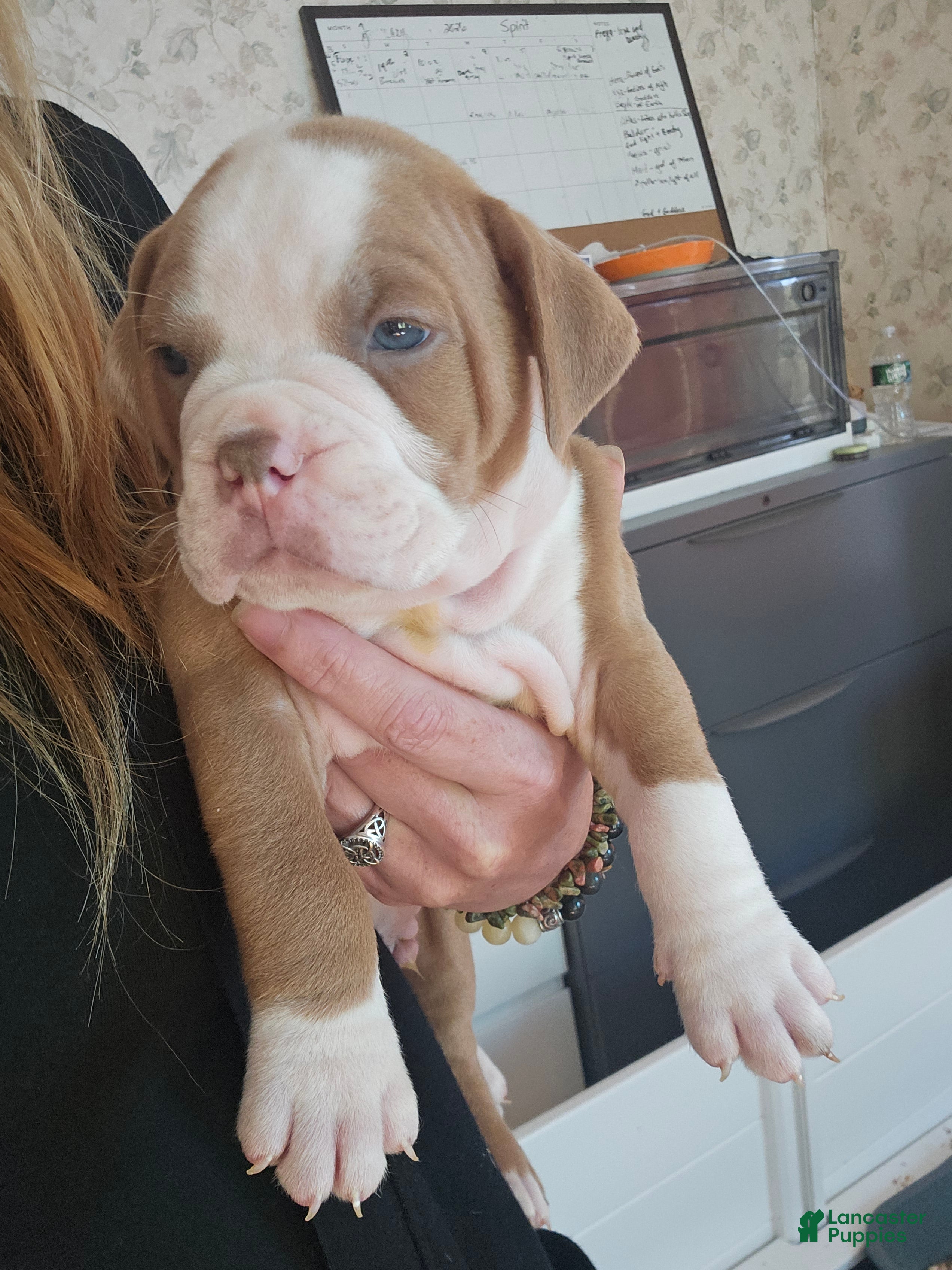 Olde English Bulldogge dogs for sale: Olde English Bulldogge 6 - Ad 19