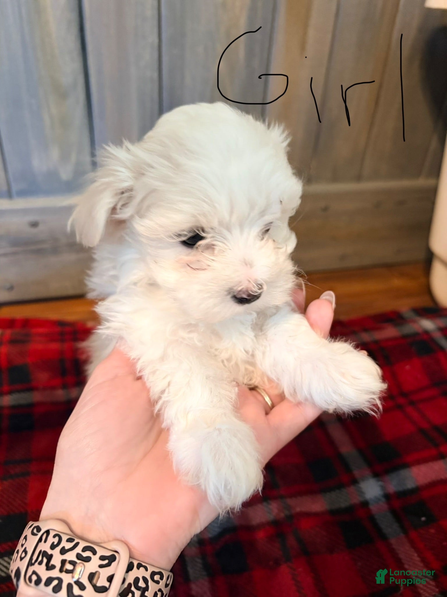 Maltese dogs Charley - Ad 42