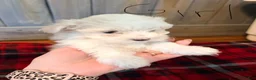 Maltese dogs for sale: Charley - Ad 1