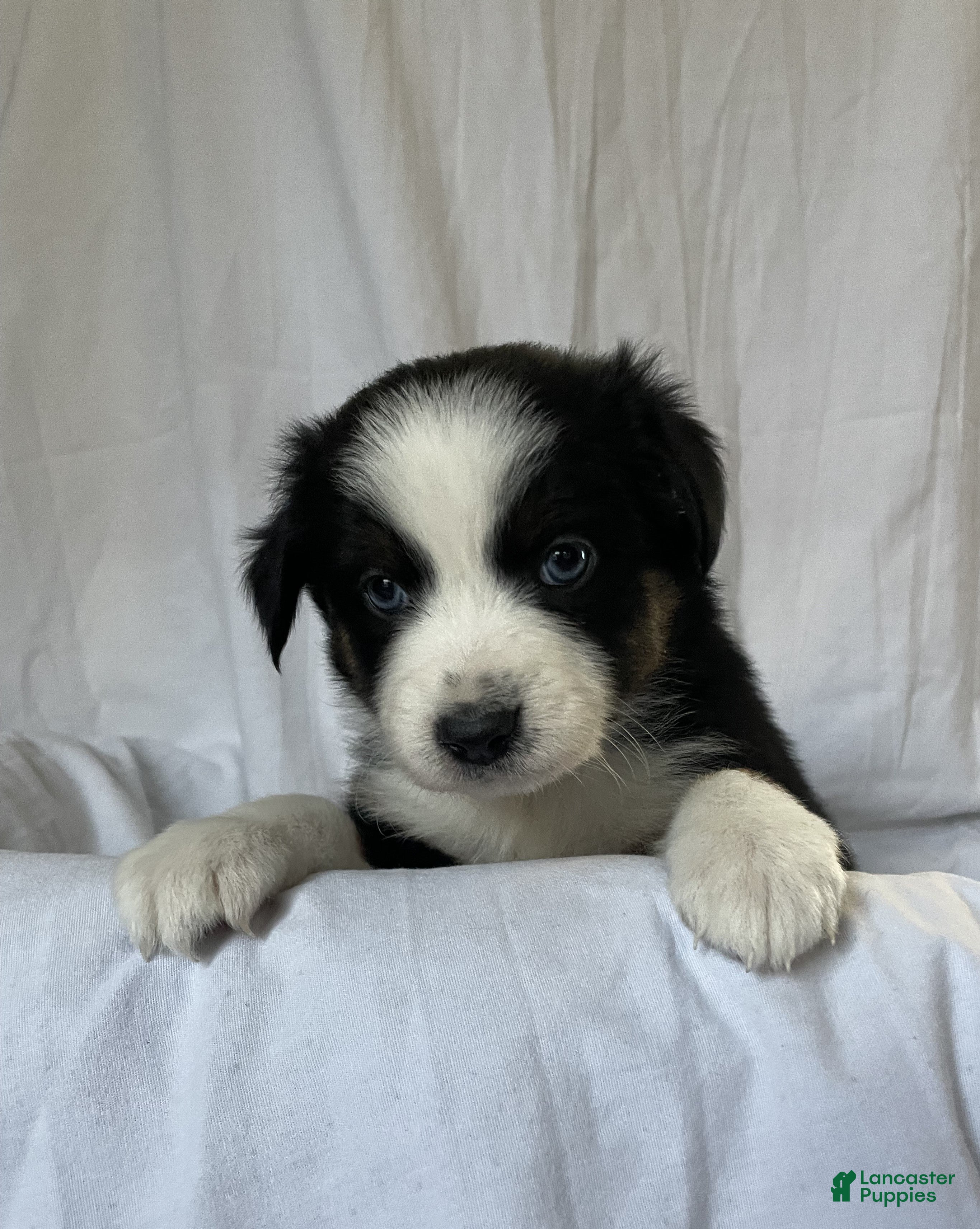 Australian Shepherd dogs Iris - Ad 39
