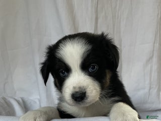 Australian Shepherd dogs Iris - Ad 32