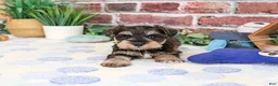 Miniature Schnauzer dogs for sale: Luther - Ad 1