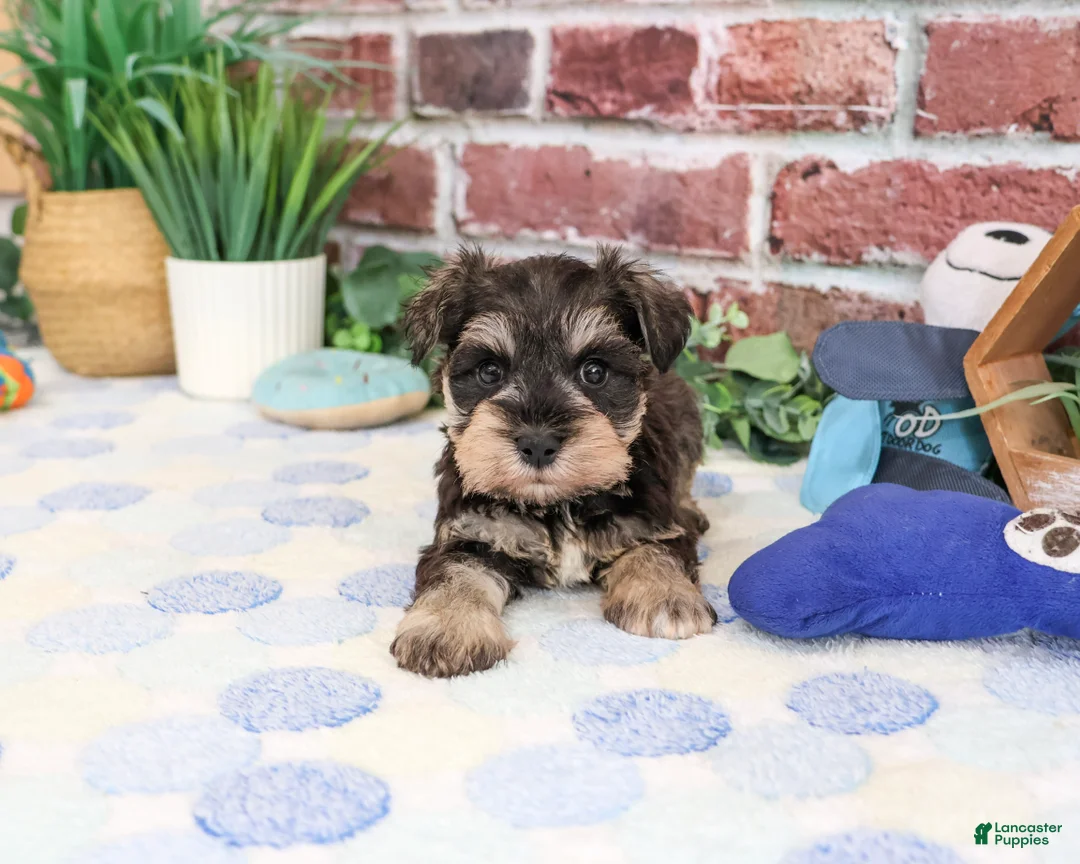 Miniature Schnauzer dogs for sale: Luther - Ad 1