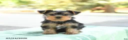 Yorkshire Terrier dogs for sale: Smores - Ad 3