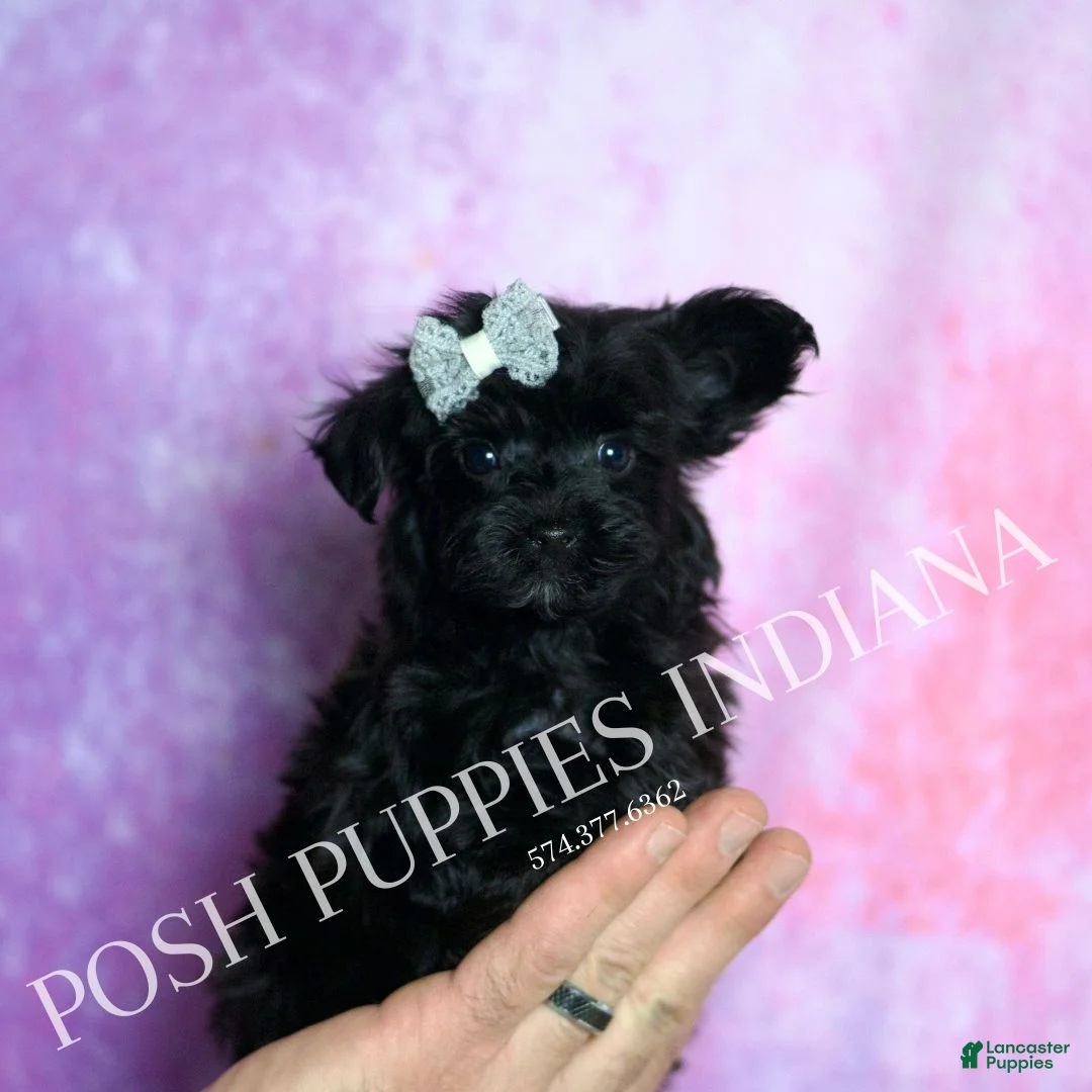 Yorkiepoo dogs for sale: Arlo - Ad 1