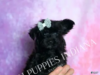 Yorkiepoo dogs Arlo - Ad 8